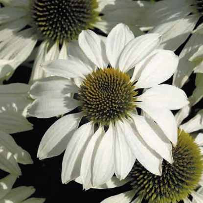 Picture of Echinacea purpurea alba - White Swan